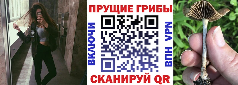 Галлюциногенные грибы Psilocybe  где можно купить наркотик  Симферополь 